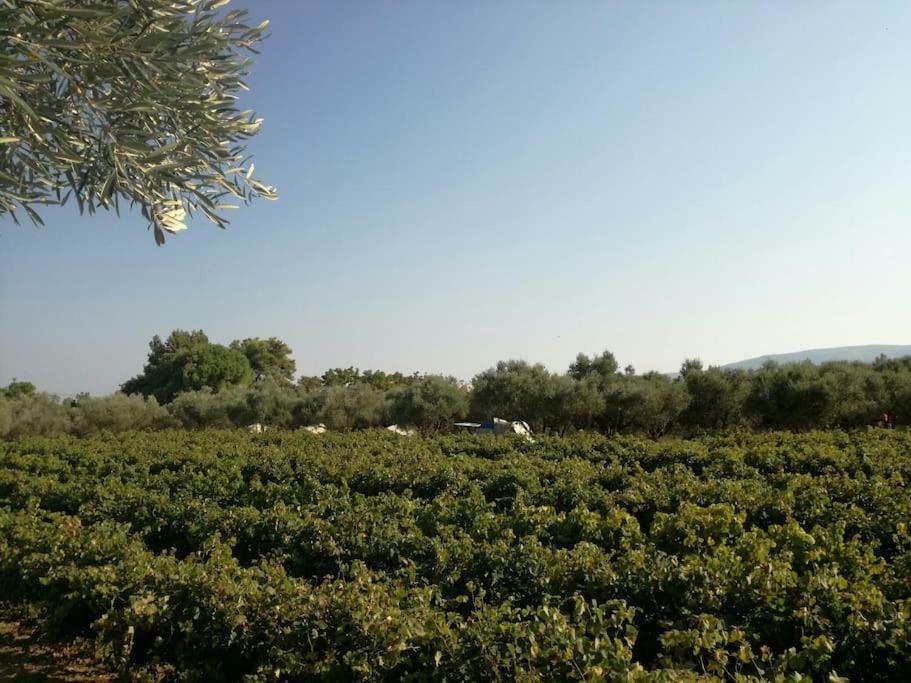 Fairytale Ξενοδοχείο Koukounariá Εξωτερικό φωτογραφία